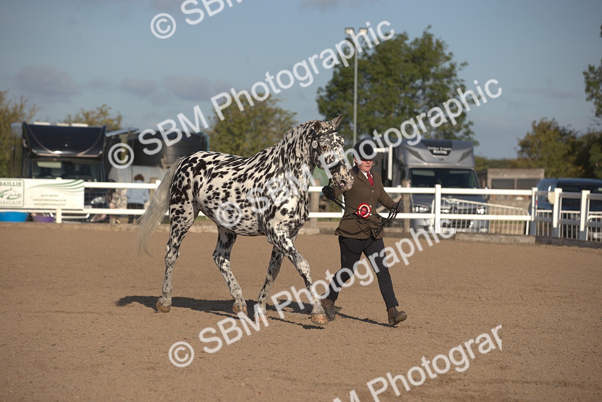 SBM_08394 - Class 401 - IH Veteran Horse