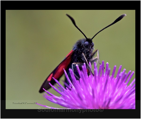 Burnet Moth - Invertebrate's Macro