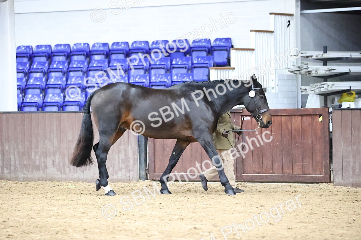 SBM_5712 - Class 3 - BSHA In Hand Show Hunter