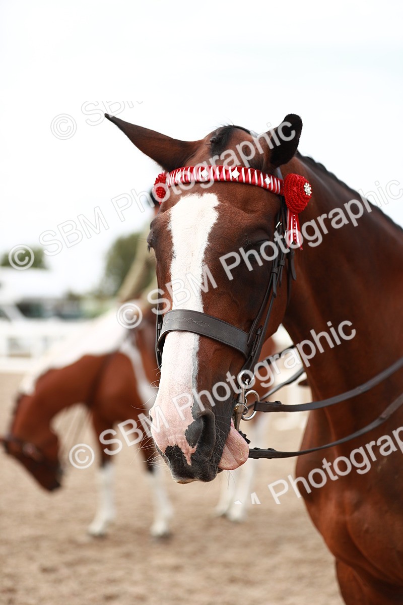 SBM_17583 - Class 215 Ridden Hack/ Riding Horse