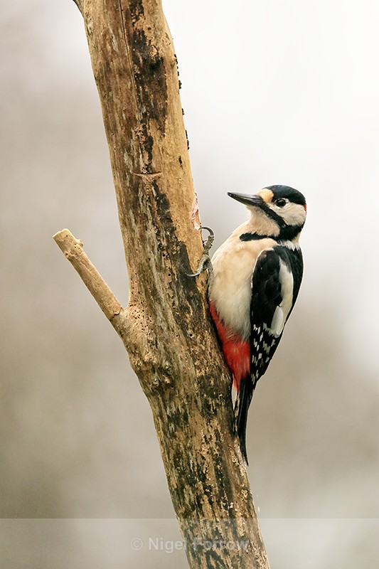 Great Spotted Woodpecker (male), Otterbourne, Hampshire - Great Spotted Woodpecker