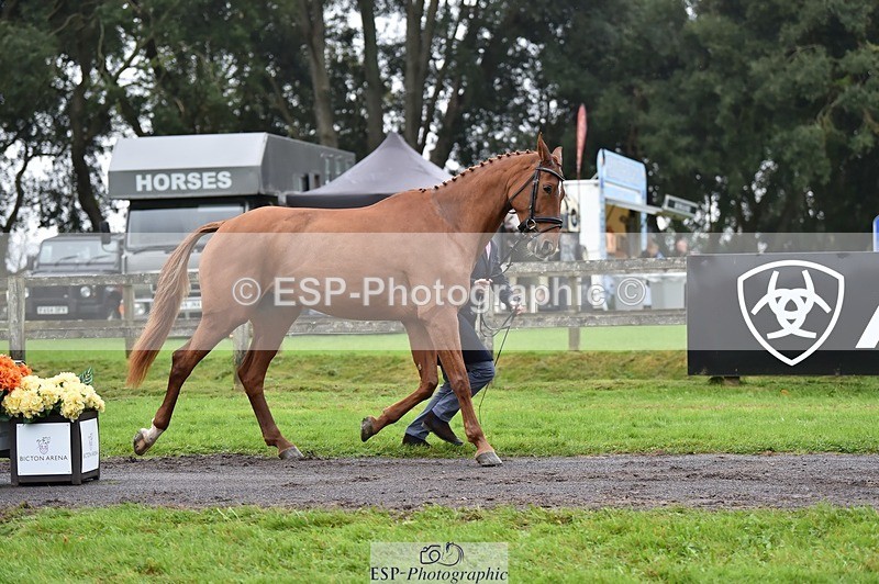 231018-121940-00210 - 069-LUSUELA-Will.Furlong-TrotUp