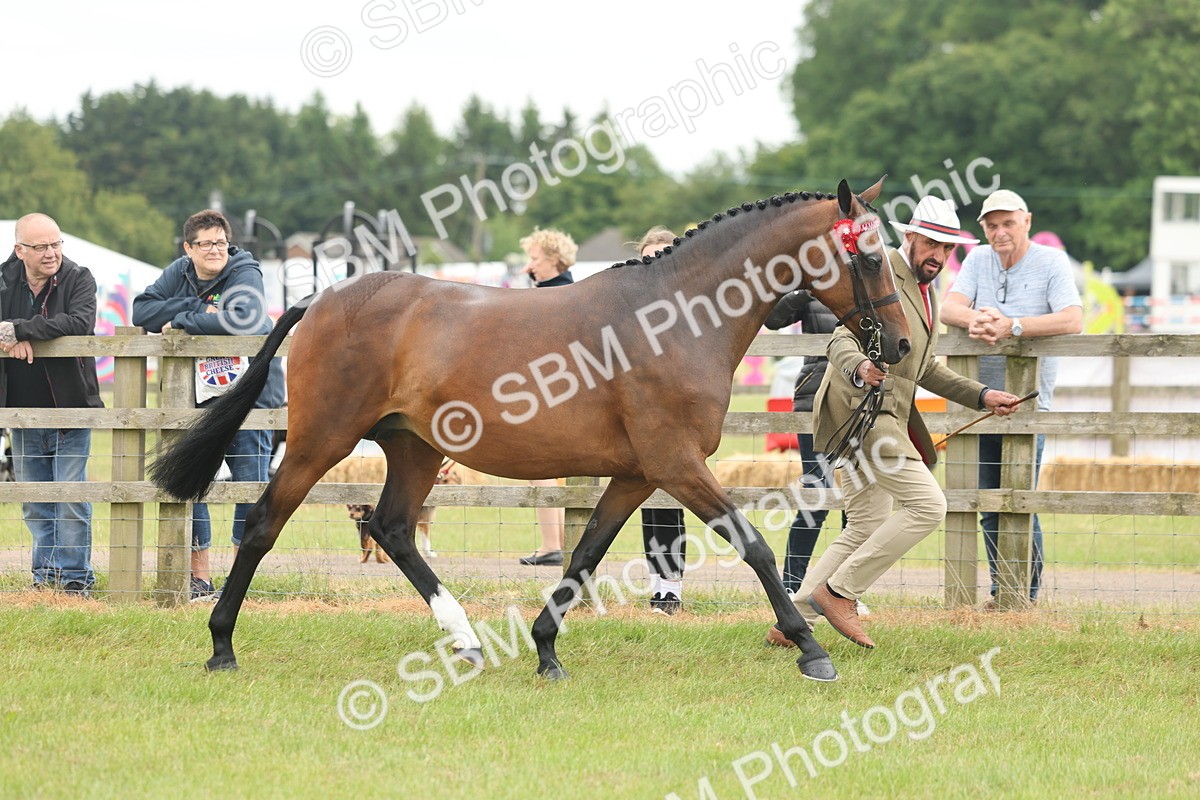 SBM_05511 - Class 68-73 - Riding Pony Breeding