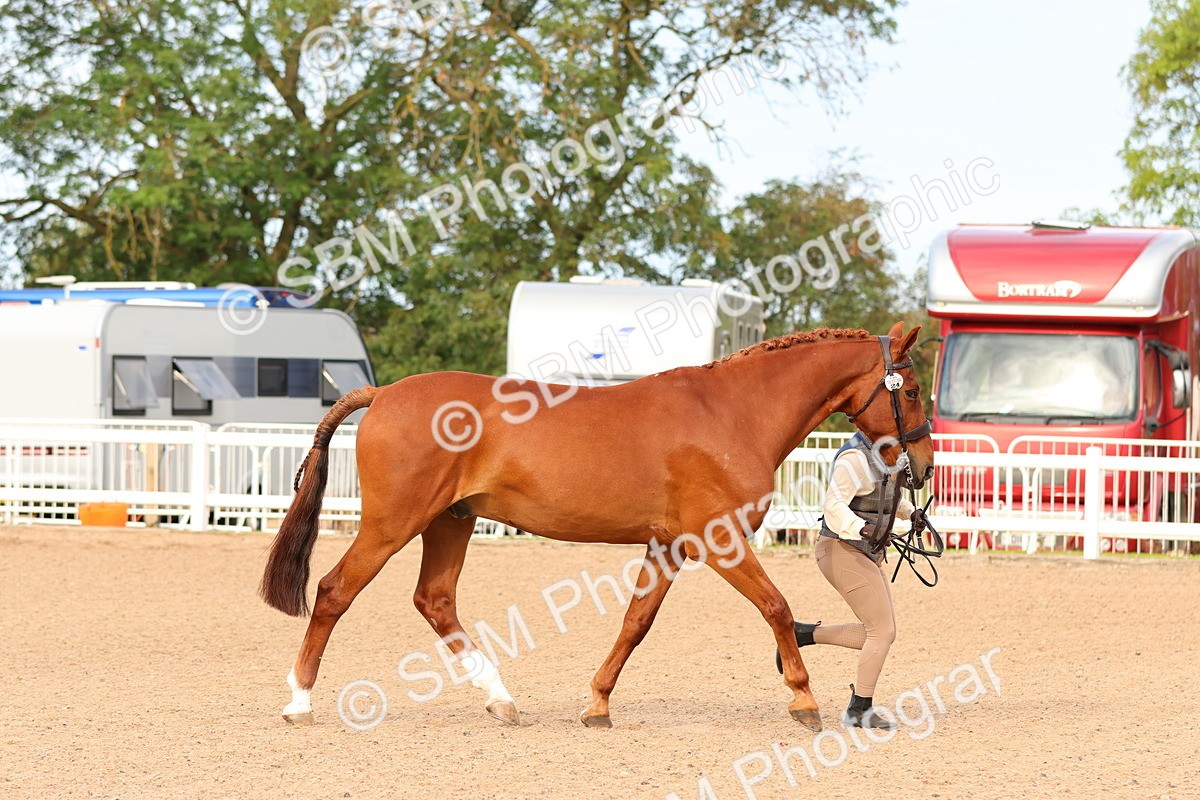 SBM_16598 - Class 702 - IH Show Horse - Pony