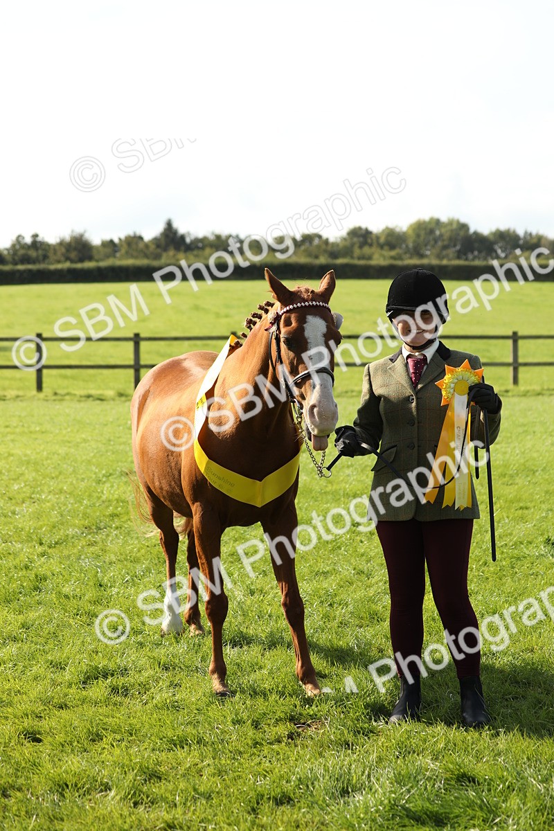 SBM_61060 - S44 - Part Bred Pony In hand