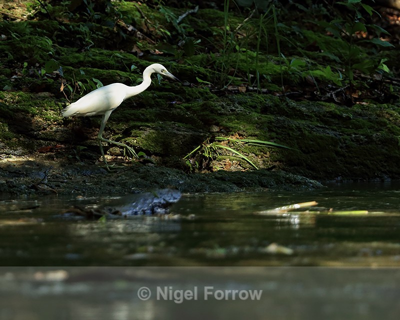 Little Blue Heron (immature), Panama - Little Blue Heron