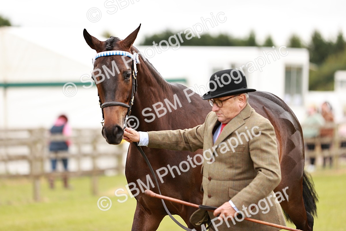 SBM_04771 - Class 35-38 Riding Horse Breeding