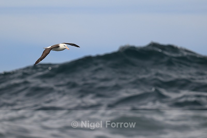 Flying Black-browed Albatross approaches big wave, Falklands - Black-browed Albatross