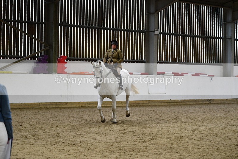 WJ5_9051 - Class 15 Ridden Show Horse