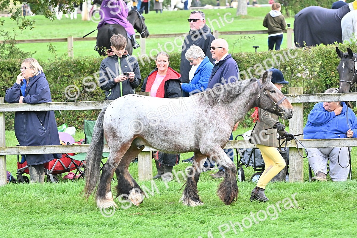 SBM_56902 - S45 - Coloured Pony In Hand