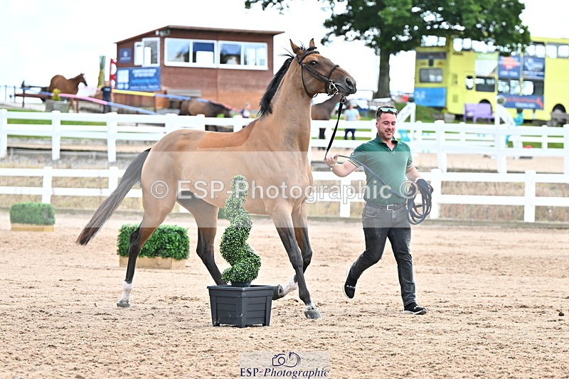 240718A-105325-01987 - Trot Up 2pm to 3pm - This folder is not in time order