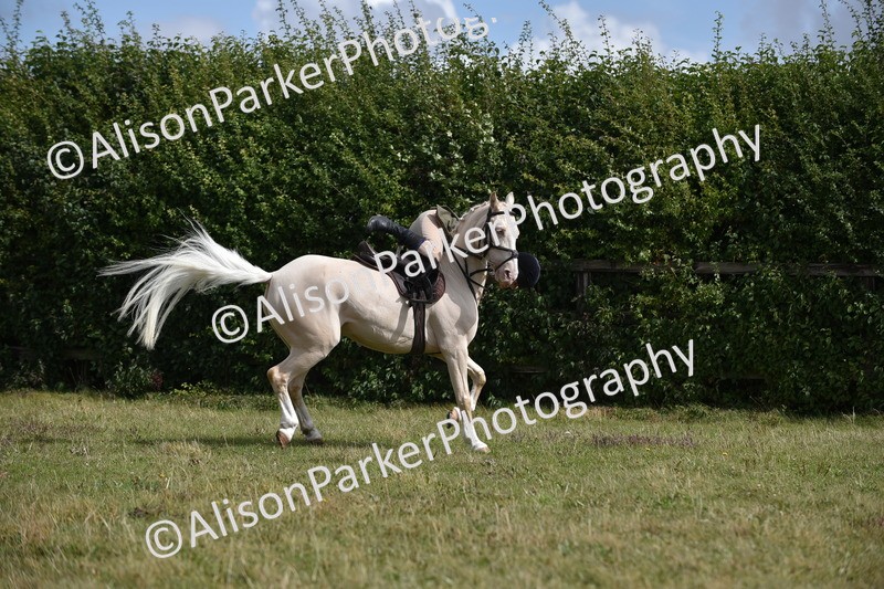 20250831-4071 - Class 13 - Working Hunter Horse or Pony