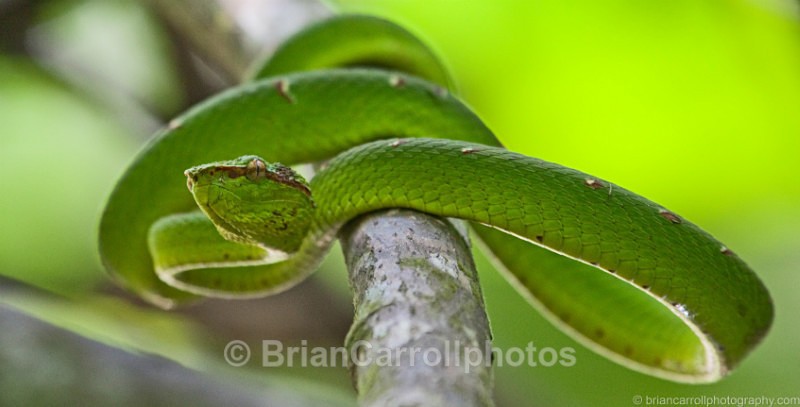 Asian Pit Viper - Wildlife