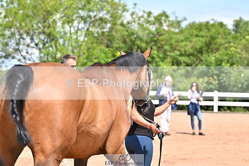 240718A-105240-01004 - Trot Up 11am to 12pm