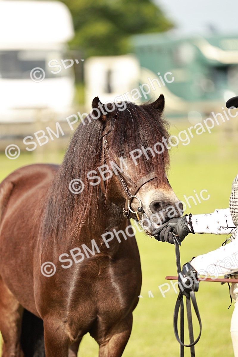 SBM_00396 - Class 14-23 - Mountain & Moorland In Hand Non Welsh