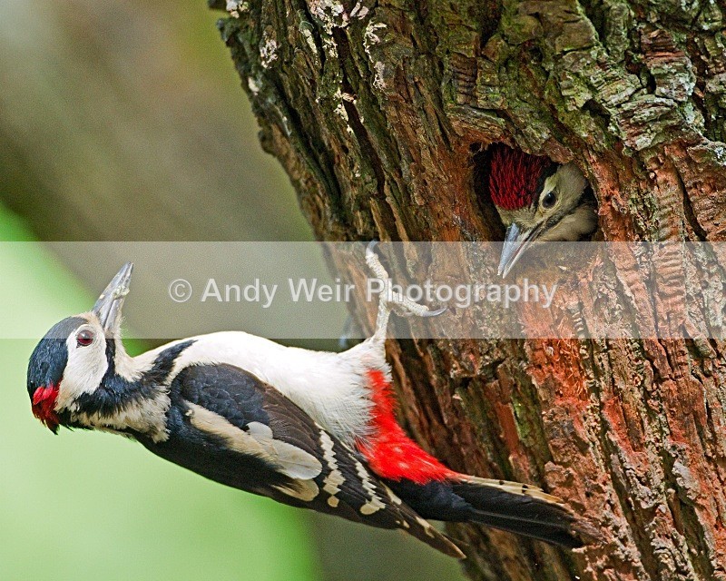 20100605-0253 - Woodpecker
