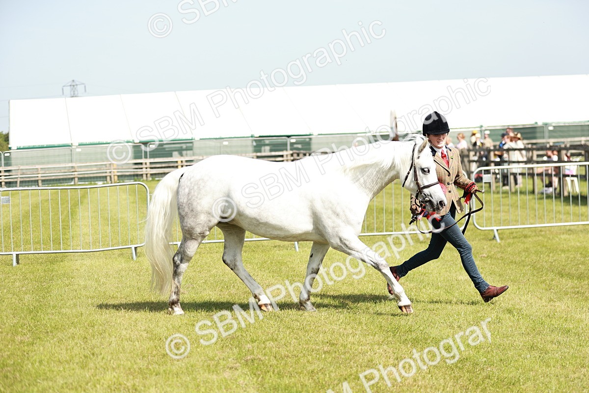 SBM_01722 - Class 14-23 - Mountain & Moorland In Hand Non Welsh