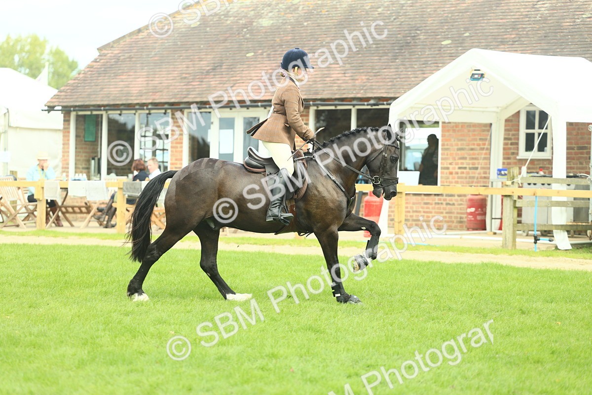 SBM_44766 - S31 - Working Hunter Pony