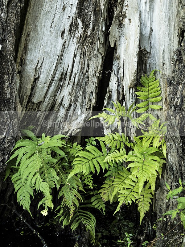 Cypress and Ferns - The World Around Me