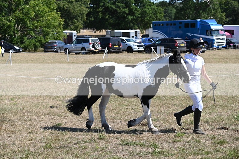 WJ6_8605 - Class 37b Best Loan Pony In-hand