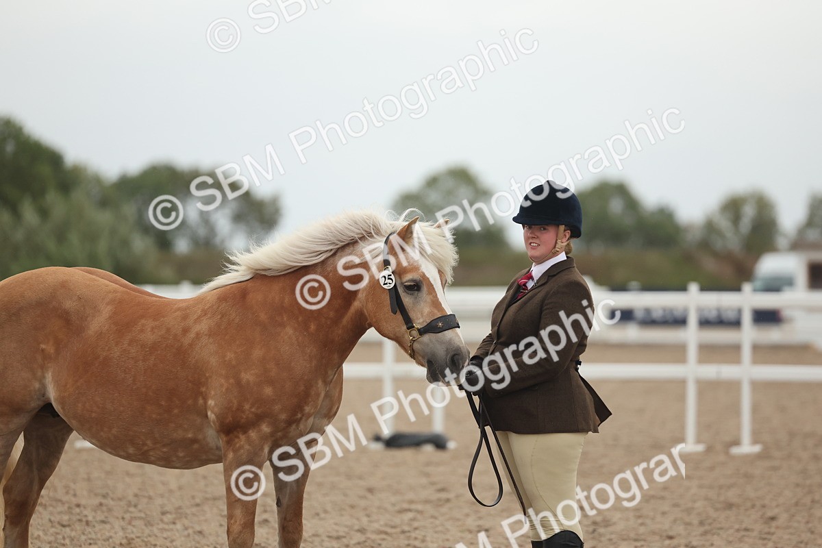SBM_19387 - Class 317 - IH Pure Bred Horse-Pony