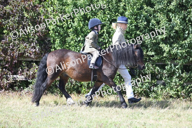 20250831-2606 - Class 17 - Lead Rein Pony