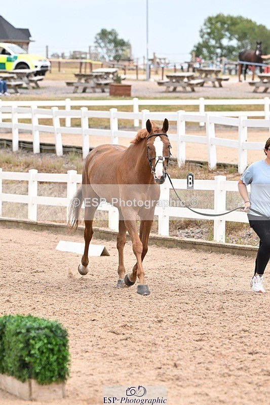 250716-144812-01408 - Trot Up 2.30 to 3.30