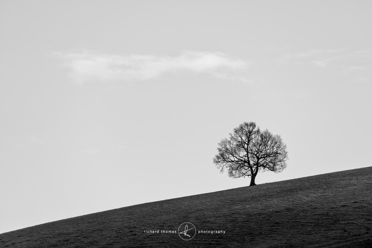 South East tree - One2Tree