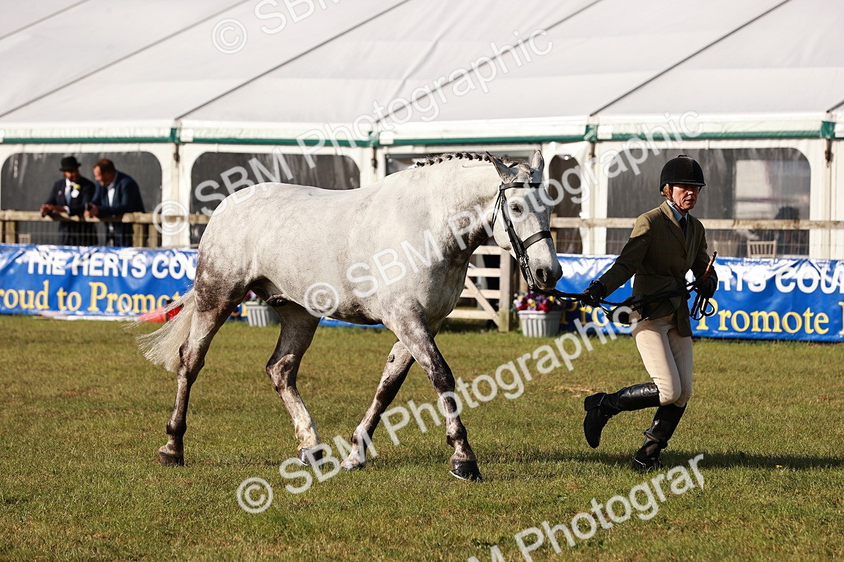 SBM_10815 - Class 81-84 - RIHS Ridden hunters Inc Ladies Hunter