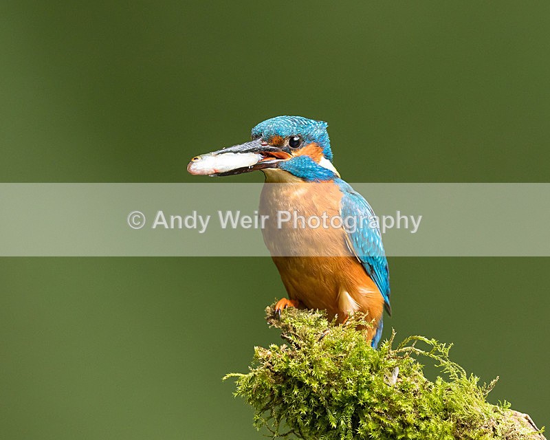 20150717-8E0A0052 - Kingfisher