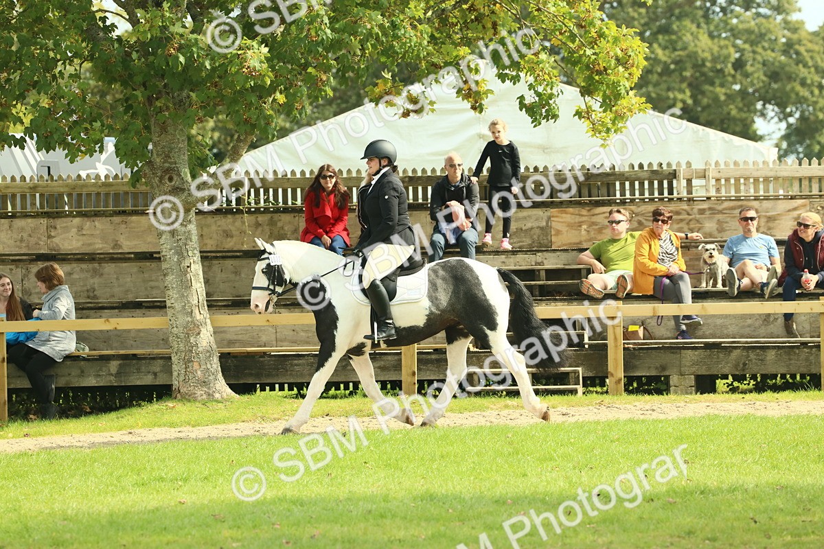 SBM_66589 - S34 - Rehabilitated Rescue Horse & Pony In Hand & Ridden