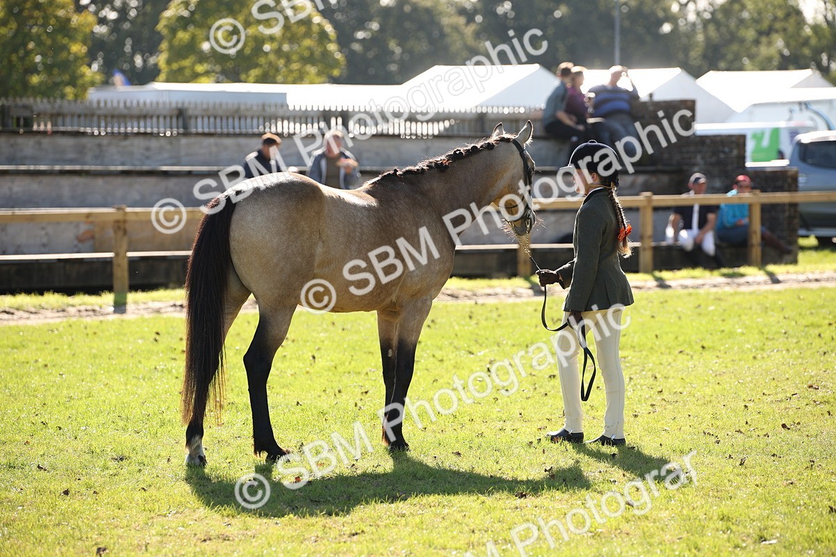 SBM_36643 - S10 - Best In Hand Horse & Pony