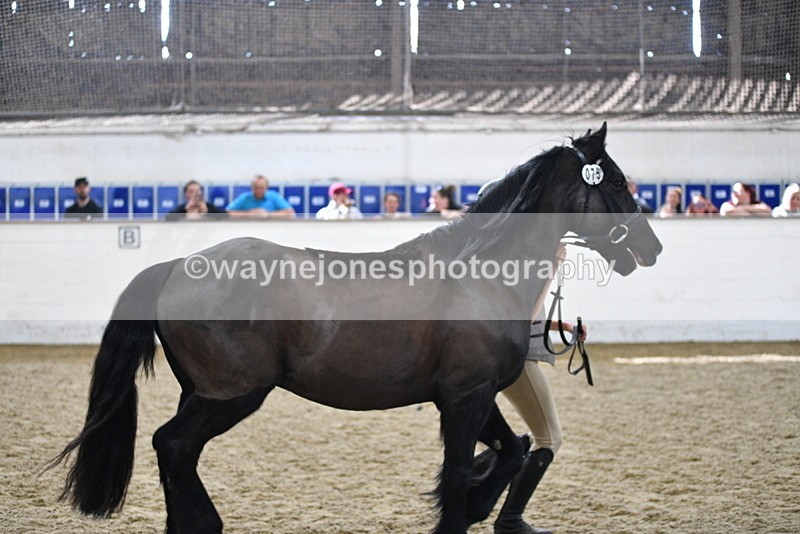 WJ5_4574 - Class 3 Part Bred In hand