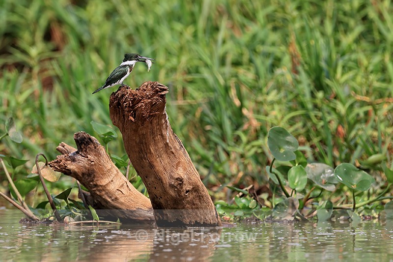 Green Kingfisher with fish, Pantanal, Brazil - Green Kingfisher