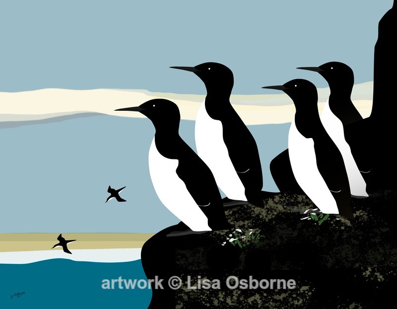 Guillemots - Birds
