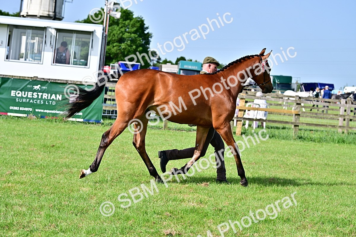 SBM_01090 - Class 46-49 - Arab and Part Bed-Anglo Arab In Hand