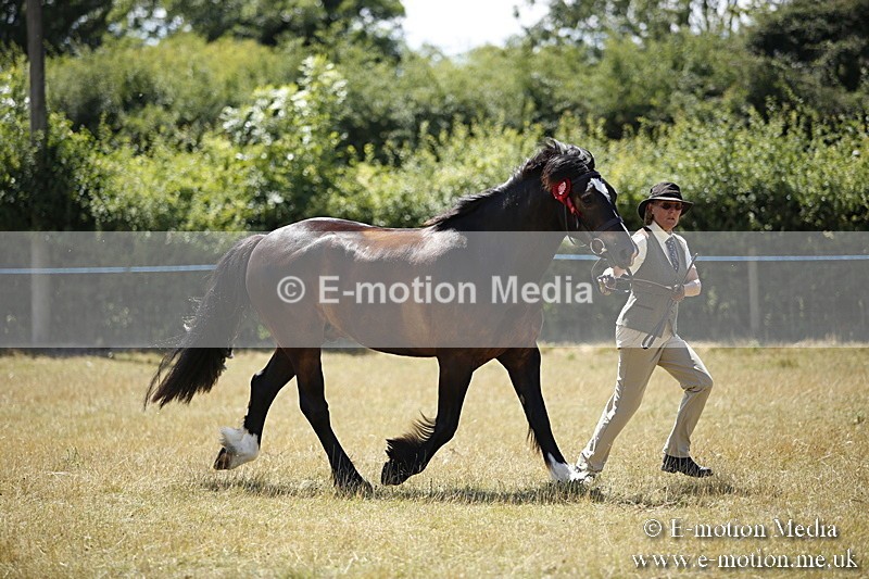 _C7A0118 - In Hand Championship BVRC Show 2018