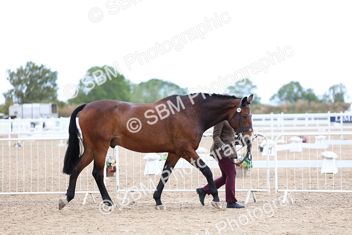 SBM_05695 - Class 28 - IH Veteran Horse