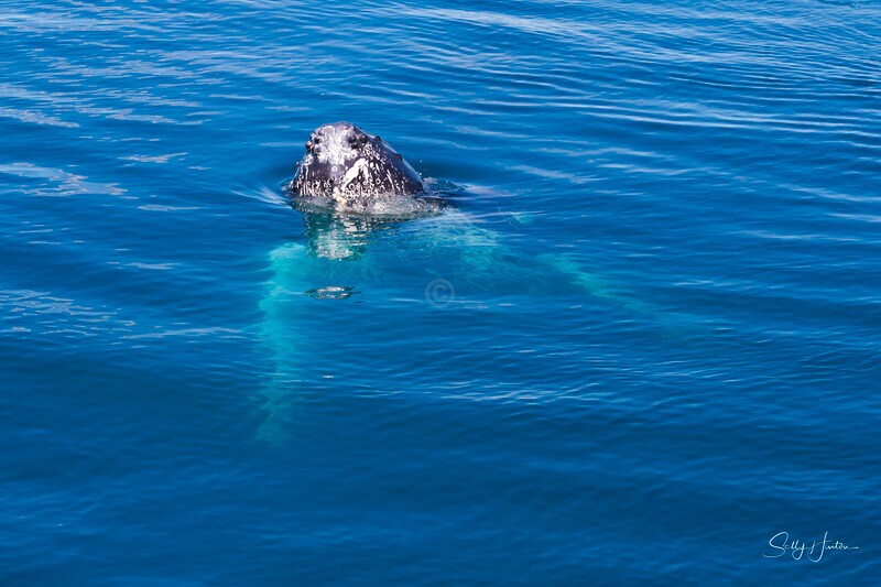 _16A1145 - 2024 Hervey Bay Whales