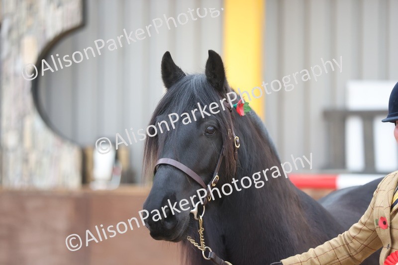 20251109-1097 - Class 29 - Geldings 4 Years and over