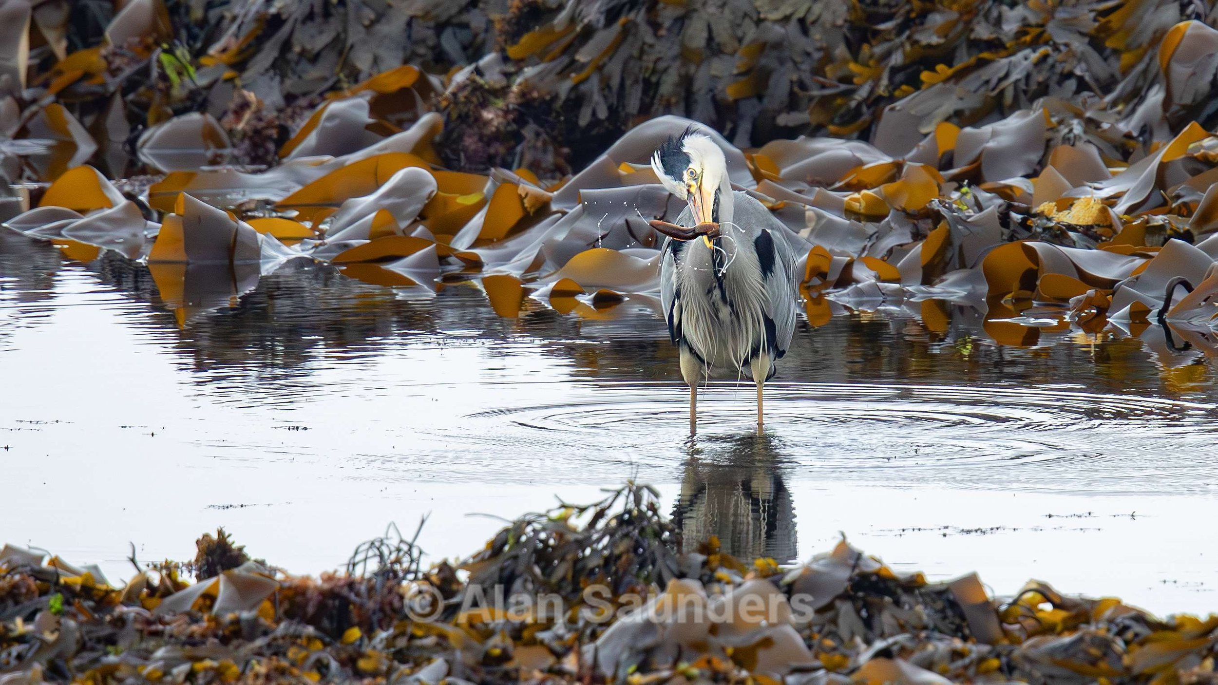 Grey Heron 6