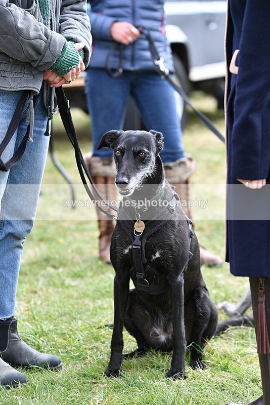 WJ5_9239 - Class 1 Best Cross Breed / Heniz 57