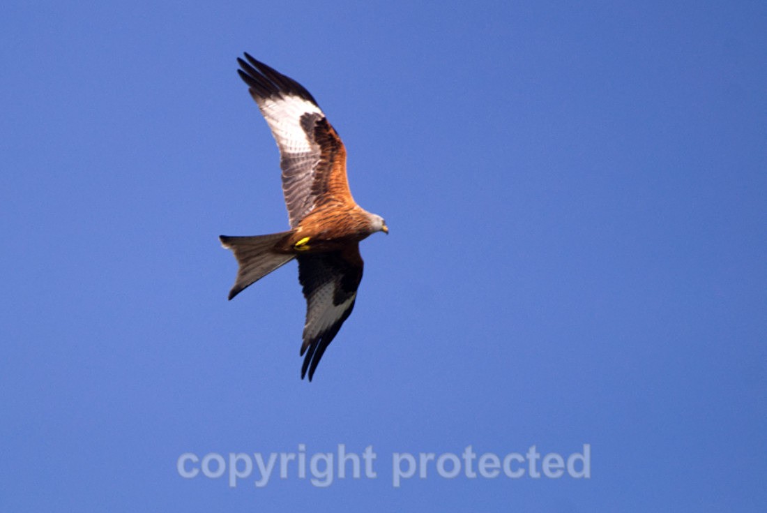 Red Kite - Farmland - Hertfordshire - Birds
