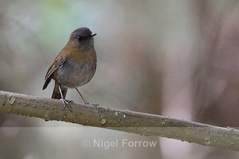 Black-billed Nightingale-Thrush, Costa Rica - Black-billed Nightingale-Thrush