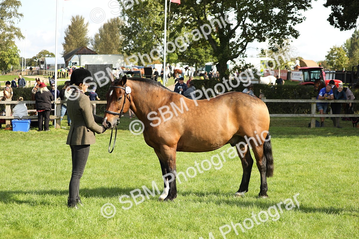 SBM_62345 - S45 - Mini Show Cob In Hand