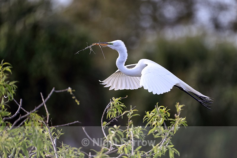Great Egret approach to nest with twig, Venice Rookery, Florida - Great Egret