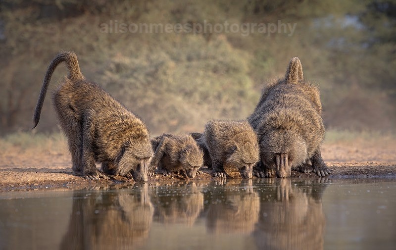  - African Safaris