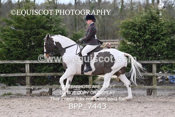 BPP_7443 - RING 1  (RIDDEN HORSES / IN HAND / VETERAN ETC)