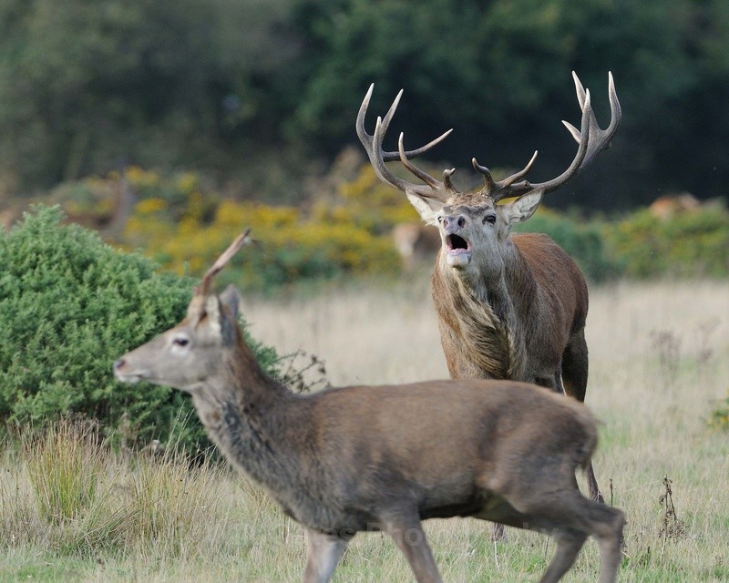 Action - Mammals, Reptiles, Domestic Animals