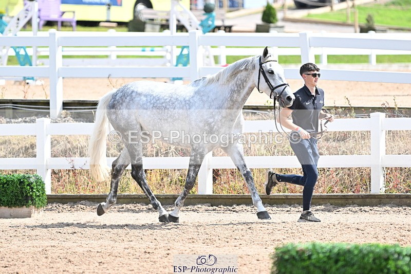 240717A-151508-02688 - Trot Up 3pm to 4pm